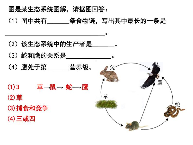 冀教版八年级下册生物  7.2.2食物链和食物网 课件08