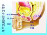 苏教版七年级下册生物 8.1 精卵结合孕育新的生命 课件