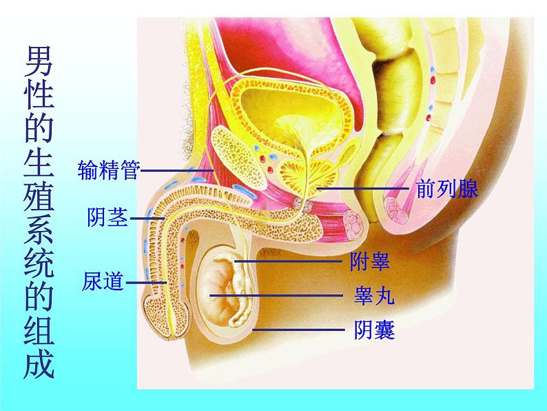 苏教版七年级下册生物 8.1 精卵结合孕育新的生命 课件05