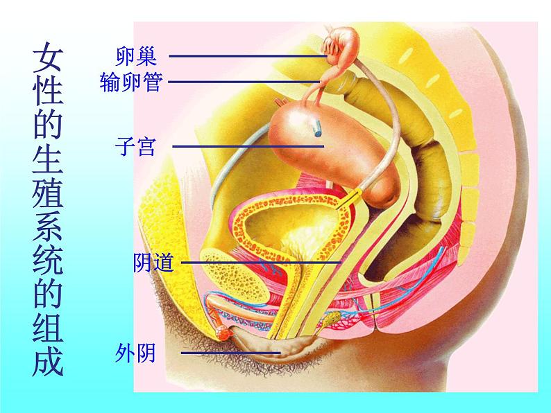 苏教版七年级下册生物 8.1 精卵结合孕育新的生命 课件06