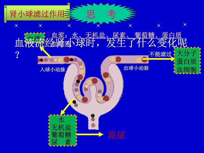 苏教版七年级下册生物 11.2人体废物的排出 课件03