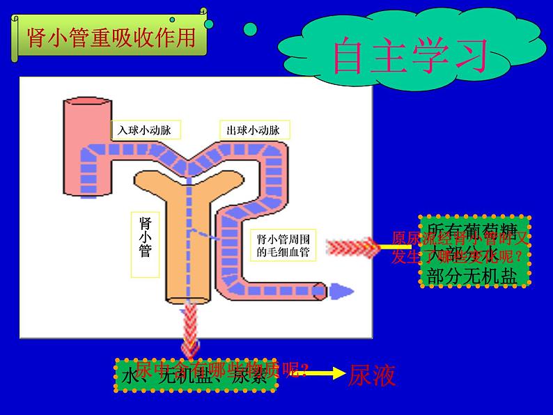 苏教版七年级下册生物 11.2人体废物的排出 课件04