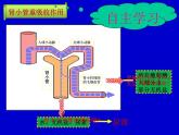 苏教版七年级下册生物 11.2人体废物的排出 课件