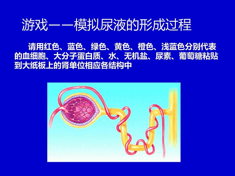 苏教版七年级下册生物 11.2人体废物的排出 课件05