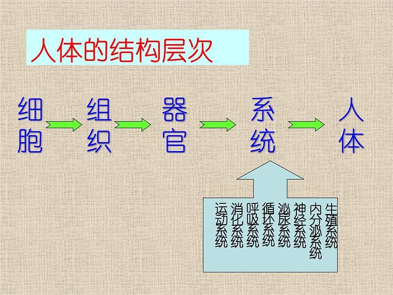 苏教版七年级下册生物 8.3人体概述 课件02