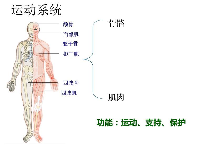 苏教版七年级下册生物 8.3人体概述 课件03