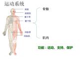 苏教版七年级下册生物 8.3人体概述 课件