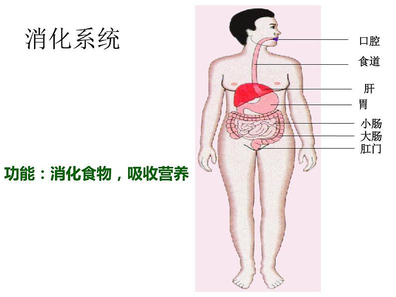 苏教版七年级下册生物 8.3人体概述 课件04