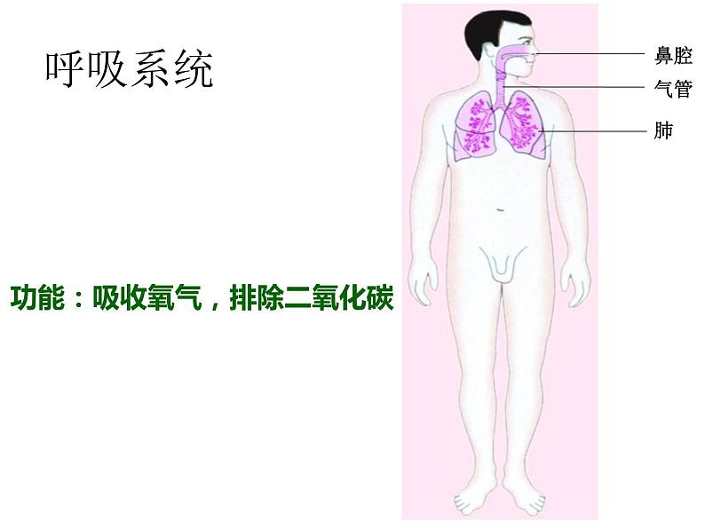 苏教版七年级下册生物 8.3人体概述 课件05