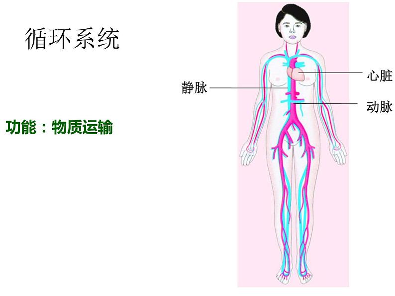 苏教版七年级下册生物 8.3人体概述 课件06