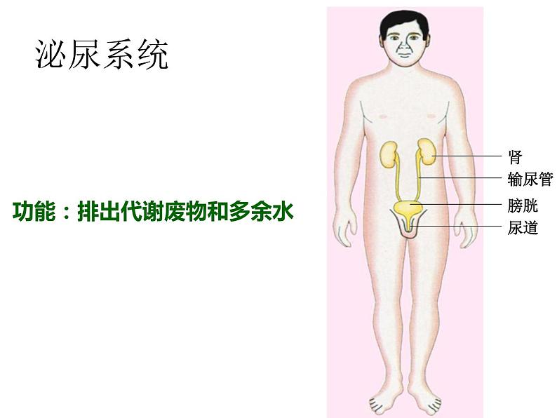 苏教版七年级下册生物 8.3人体概述 课件07