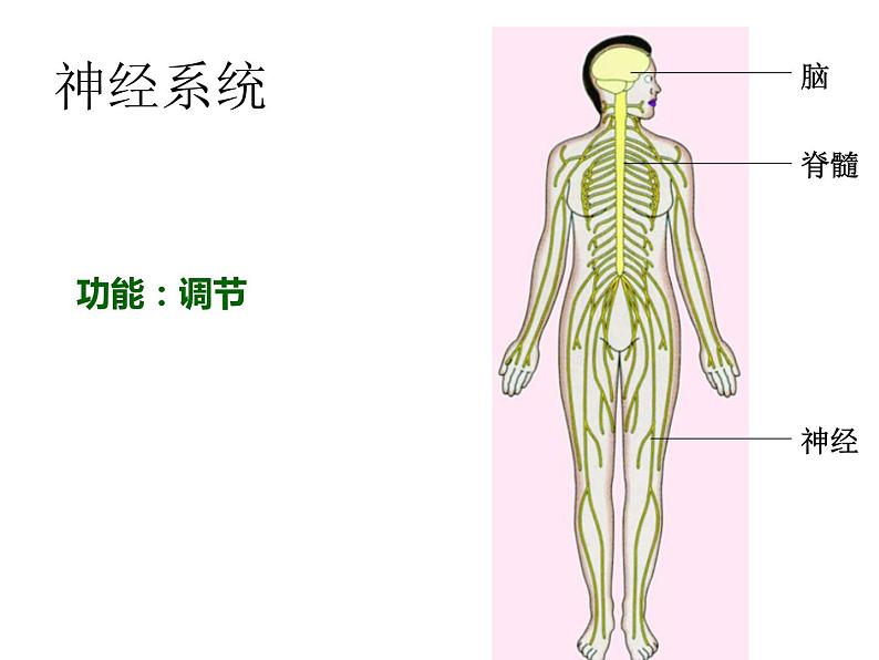 苏教版七年级下册生物 8.3人体概述 课件08