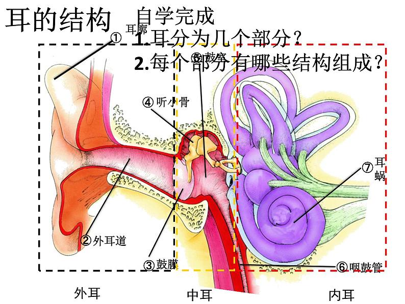 苏教版七年级下册生物 12.3人体感知信息 课件02