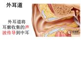 苏教版七年级下册生物 12.3人体感知信息 课件