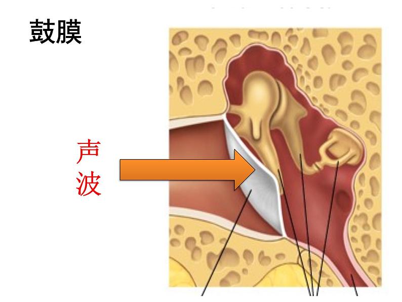 苏教版七年级下册生物 12.3人体感知信息 课件05