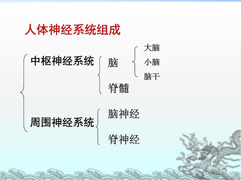 苏教版七年级下册生物 12.2人体的神经调节  课件03