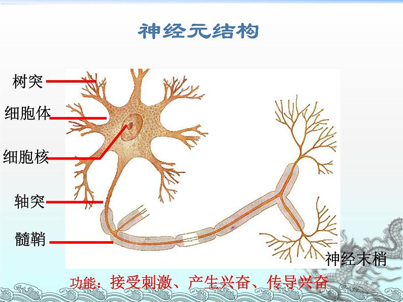 苏教版七年级下册生物 12.2人体的神经调节  课件04