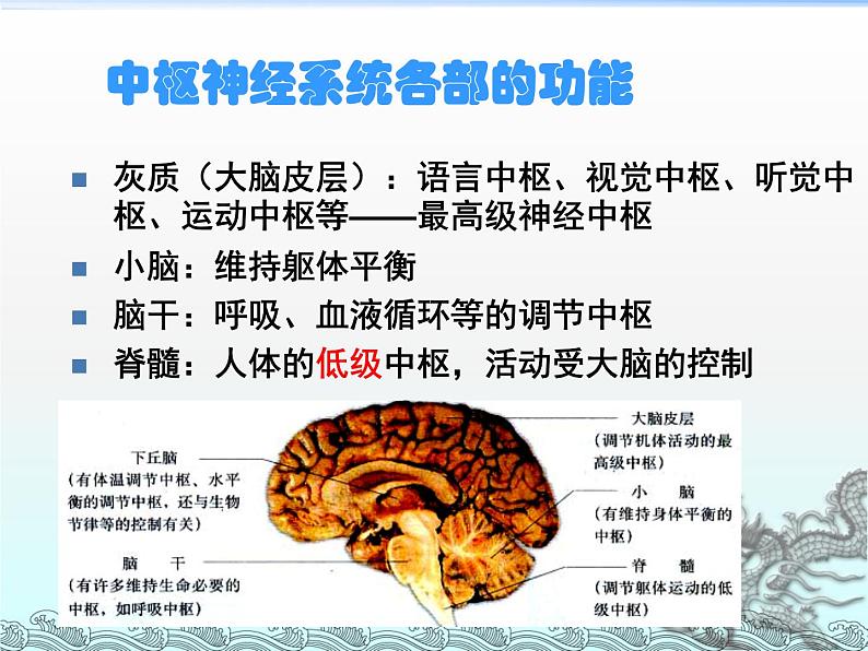 苏教版七年级下册生物 12.2人体的神经调节  课件07