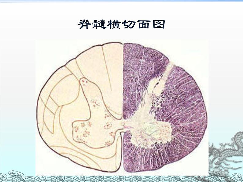 苏教版七年级下册生物 12.2人体的神经调节  课件08