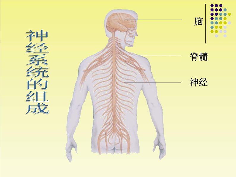 苏教版七年级下册生物 12.2人体的神经调节 课件第3页