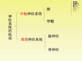 苏教版七年级下册生物 12.2人体的神经调节 课件