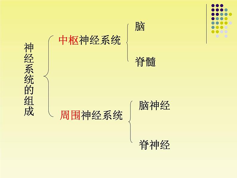 苏教版七年级下册生物 12.2人体的神经调节 课件第4页