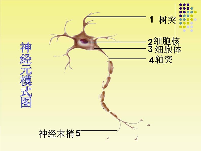 苏教版七年级下册生物 12.2人体的神经调节 课件第5页