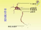 苏教版七年级下册生物 12.2人体的神经调节 课件