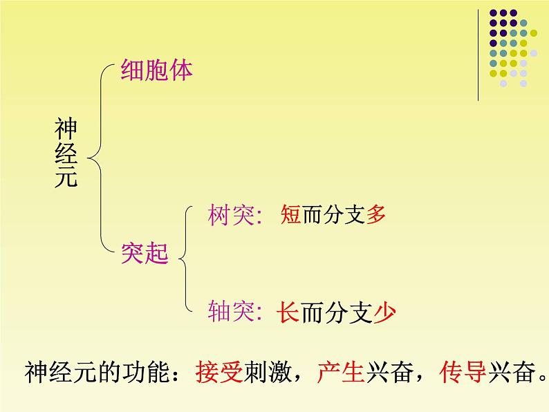 苏教版七年级下册生物 12.2人体的神经调节 课件第6页