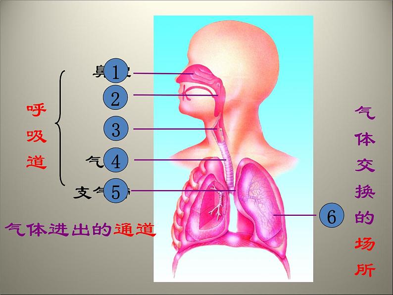 苏教版七年级下册生物 10.3人体和外界环境的气体交换 课件第3页