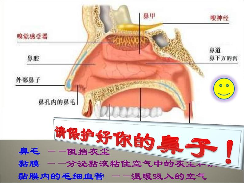 苏教版七年级下册生物 10.3人体和外界环境的气体交换 课件第7页