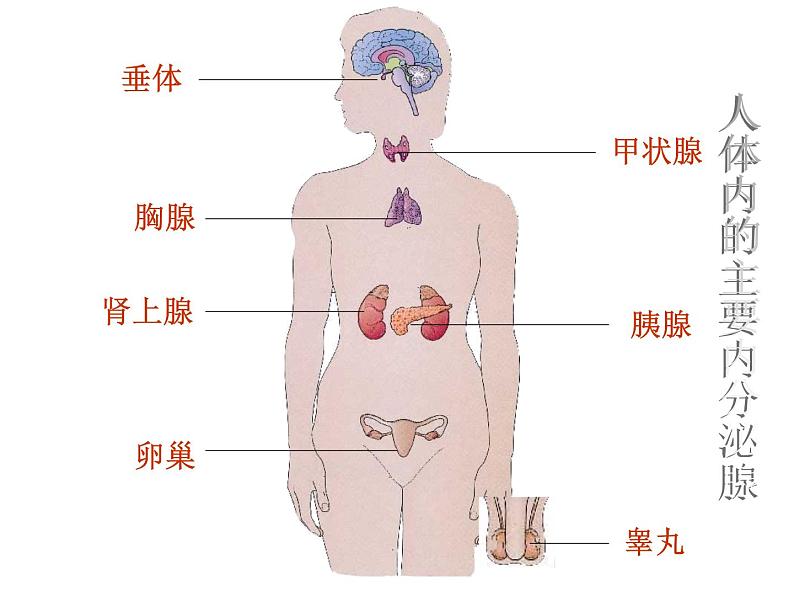 苏教版七年级下册生物 12.1人体的激素调节 课件第5页