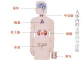 苏教版七年级下册生物 12.1人体的激素调节 课件
