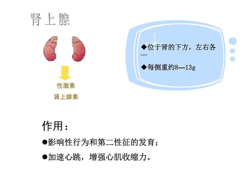 苏教版七年级下册生物 12.1人体的激素调节 课件第7页