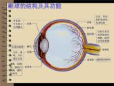 苏教版七年级下册生物 12.3人体感知信息  课件