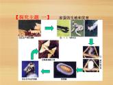 苏教版八年级下册生物 21.3昆虫的生殖与发育 课件