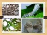 苏教版八年级下册生物 21.3昆虫的生殖与发育 课件