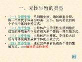 苏教版八年级下册生物 21.1生物的无性生殖 课件