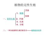 苏教版八年级下册生物 21.1生物的无性生殖 课件