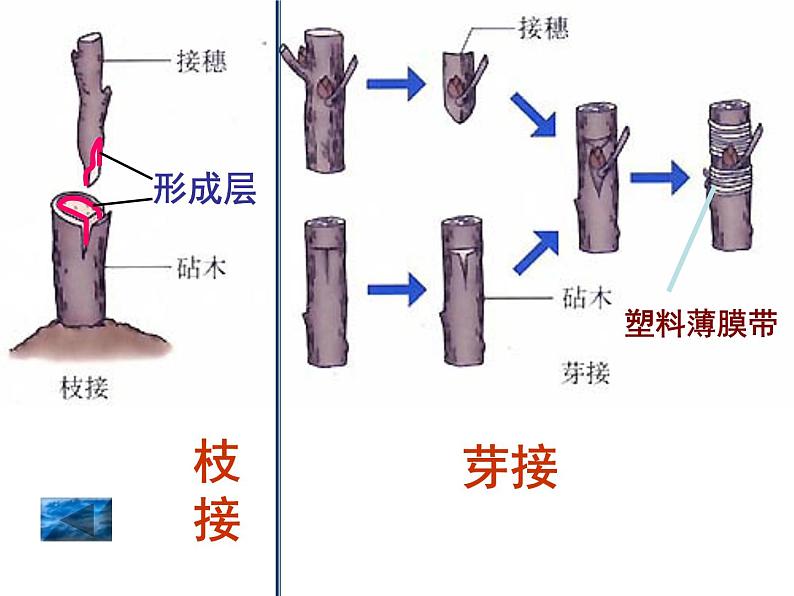 苏教版八年级下册生物 21.1生物的无性生殖 课件07