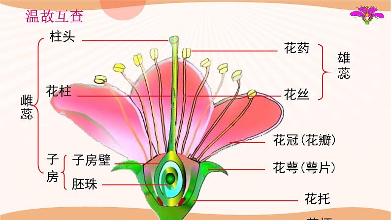 苏教版八年级下册生物 21.2植物的有性生殖 课件05