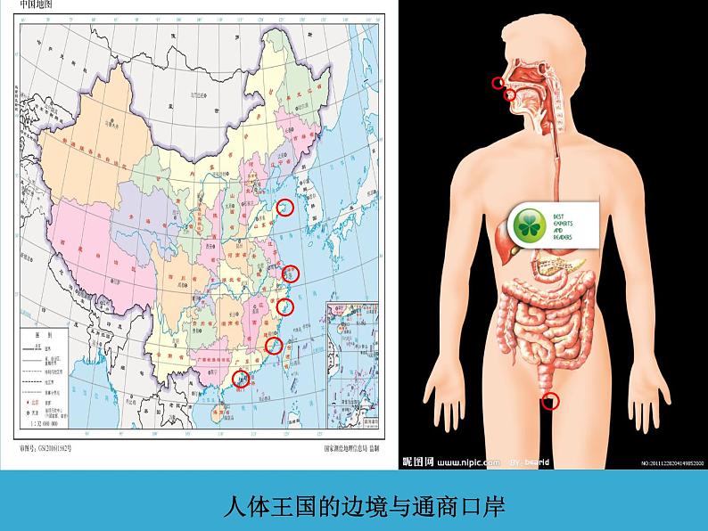 苏教版八年级下册生物 25.3免疫 课件第2页