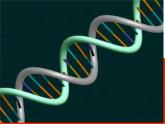 苏教版八年级下册生物 22.1DNA是主要的遗传物质 课件