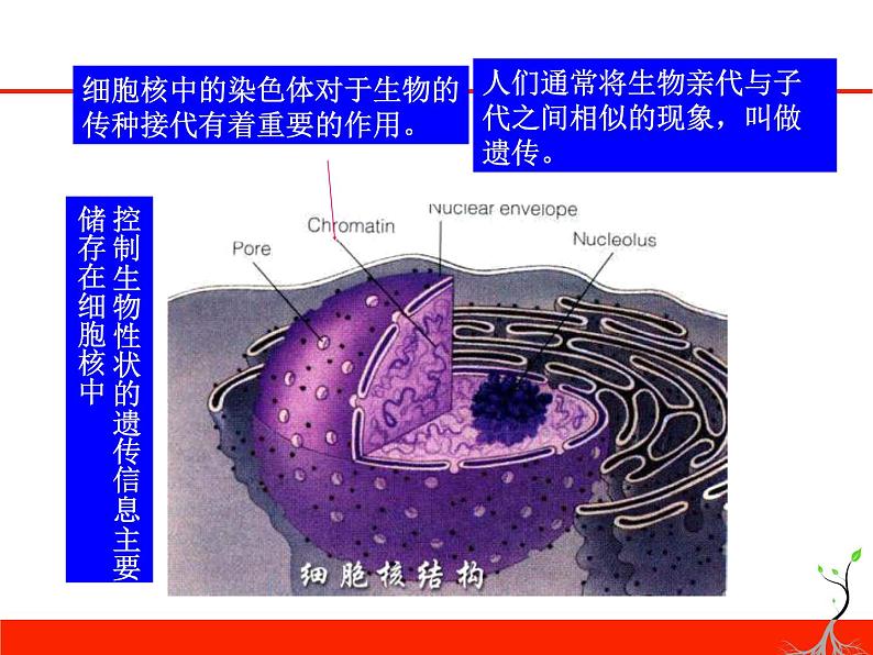 苏教版八年级下册生物 22.1DNA是主要的遗传物质 课件第6页