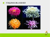 苏教版八年级下册生物 22.5生物的变异 课件