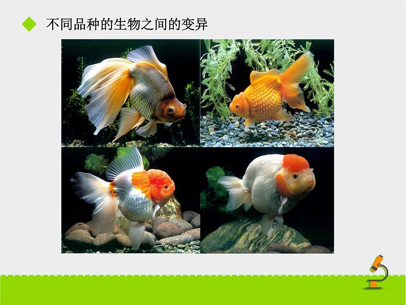 苏教版八年级下册生物 22.5生物的变异 课件06