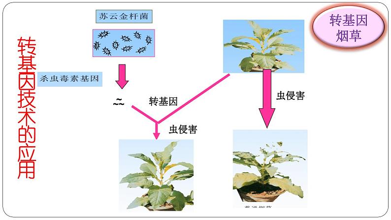 苏教版八年级下册生物 24.1现代生物技术的应用 课件第7页