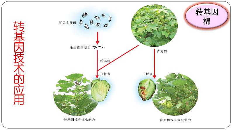 苏教版八年级下册生物 24.1现代生物技术的应用 课件第8页