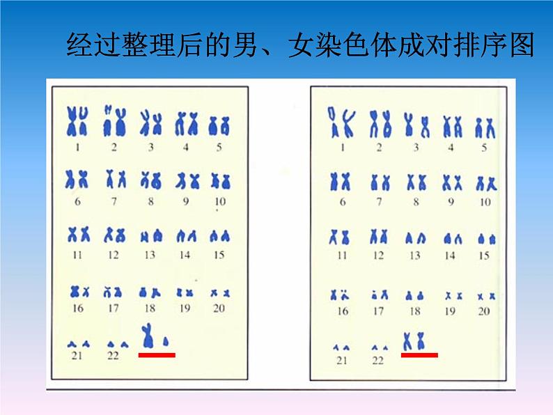 苏教版八年级下册生物 22.3人的性别决定 课件04