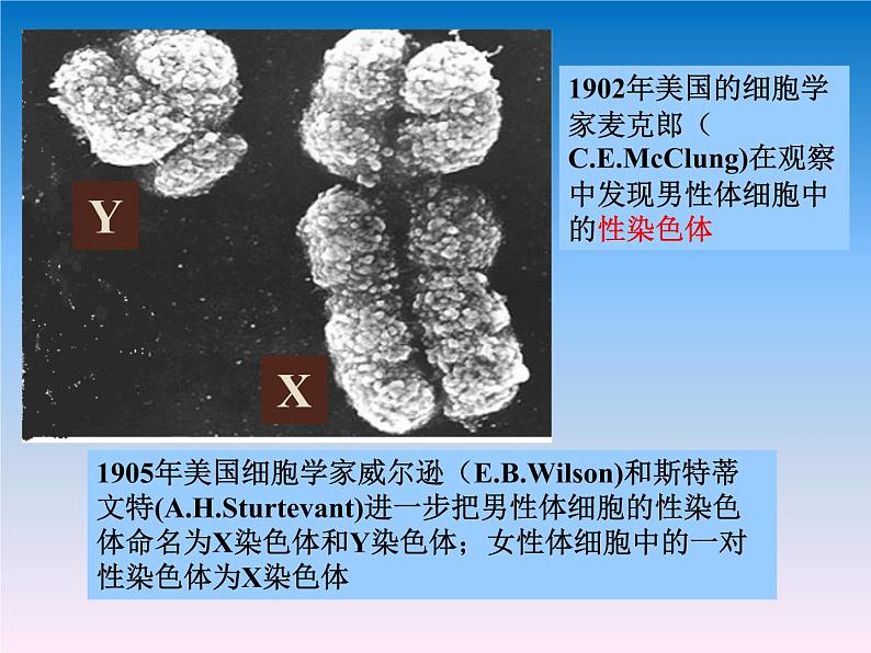 苏教版八年级下册生物 22.3人的性别决定 课件05